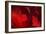 Crimson Petals I-Rita Crane-Framed Photographic Print