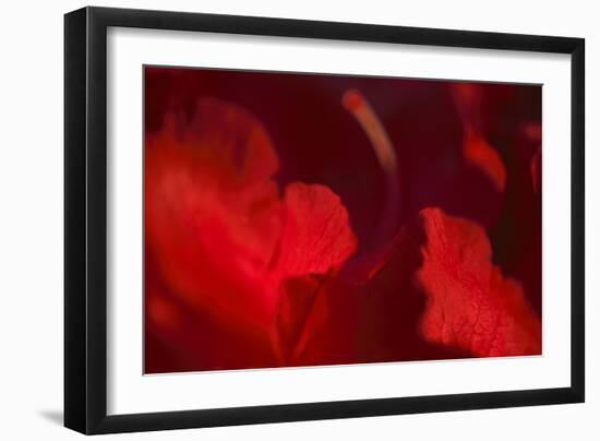 Crimson Petals I-Rita Crane-Framed Photographic Print