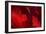 Crimson Petals I-Rita Crane-Framed Photographic Print