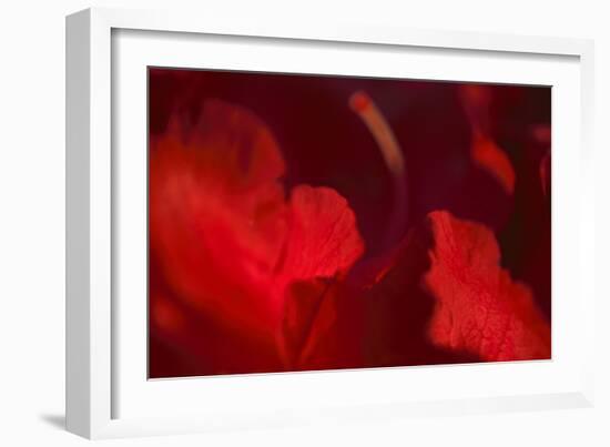 Crimson Petals I-Rita Crane-Framed Photographic Print