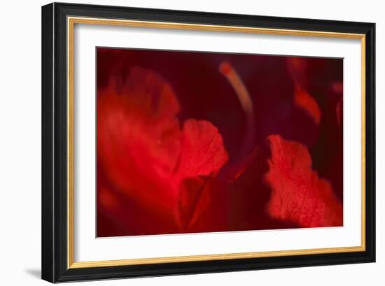 Crimson Petals I-Rita Crane-Framed Photographic Print