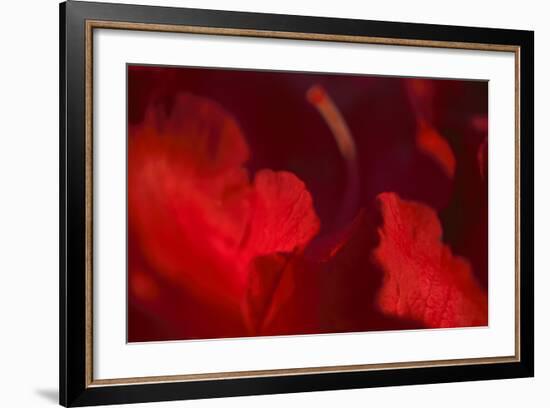 Crimson Petals I-Rita Crane-Framed Photographic Print