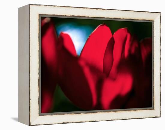 Crimson Petals-Howard Ruby-Framed Premier Image Canvas