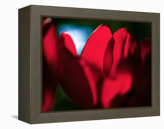 Crimson Petals-Howard Ruby-Framed Premier Image Canvas