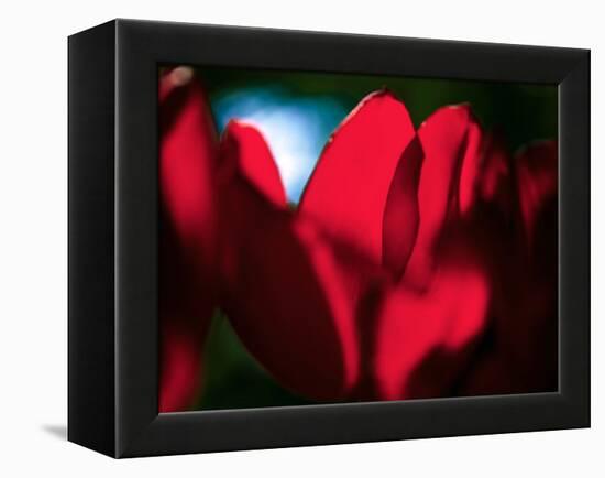 Crimson Petals-Howard Ruby-Framed Premier Image Canvas