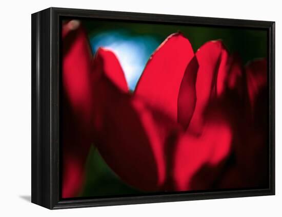 Crimson Petals-Howard Ruby-Framed Premier Image Canvas