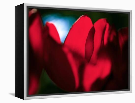 Crimson Petals-Howard Ruby-Framed Premier Image Canvas