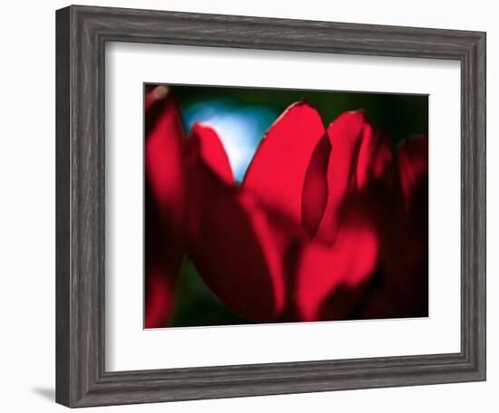 Crimson Petals-Howard Ruby-Framed Photographic Print