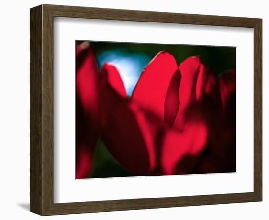 Crimson Petals-Howard Ruby-Framed Photographic Print