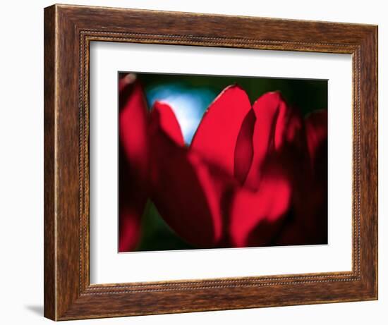 Crimson Petals-Howard Ruby-Framed Photographic Print