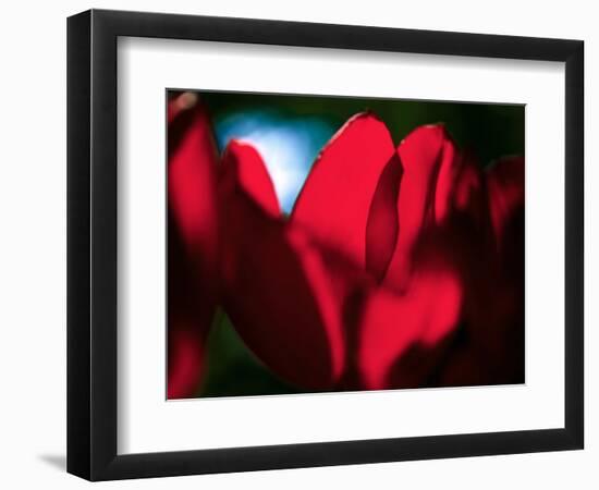 Crimson Petals-Howard Ruby-Framed Photographic Print