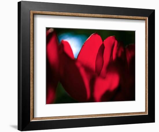 Crimson Petals-Howard Ruby-Framed Photographic Print