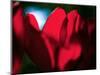 Crimson Petals-Howard Ruby-Mounted Photographic Print