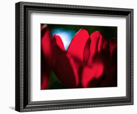 Crimson Petals-Howard Ruby-Framed Photographic Print