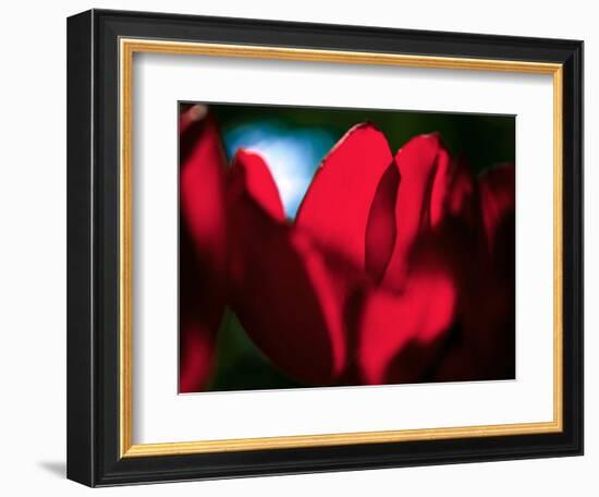 Crimson Petals-Howard Ruby-Framed Photographic Print