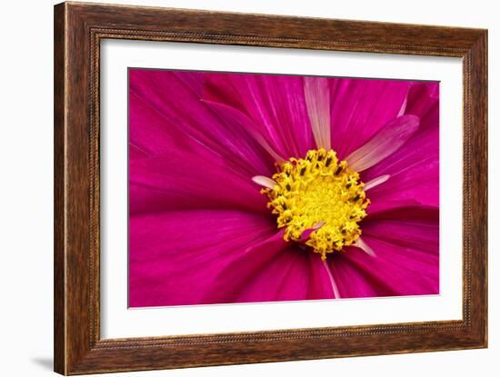 Crimson Pink Cosmos Flower-Cora Niele-Framed Giclee Print