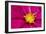 Crimson Pink Cosmos Flower-Cora Niele-Framed Giclee Print