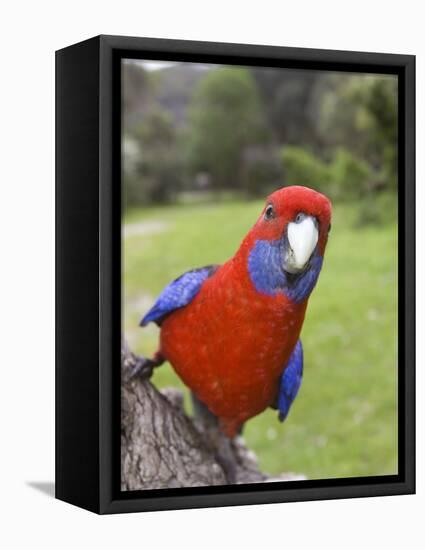 Crimson Rosella, Platycercus Elegans, Wilsons Promontory, Victoria, Australia-Thorsten Milse-Framed Premier Image Canvas