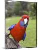 Crimson Rosella, Platycercus Elegans, Wilsons Promontory, Victoria, Australia-Thorsten Milse-Mounted Photographic Print