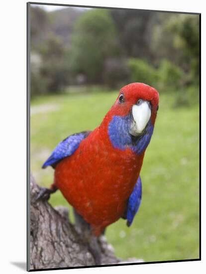 Crimson Rosella, Platycercus Elegans, Wilsons Promontory, Victoria, Australia-Thorsten Milse-Mounted Photographic Print