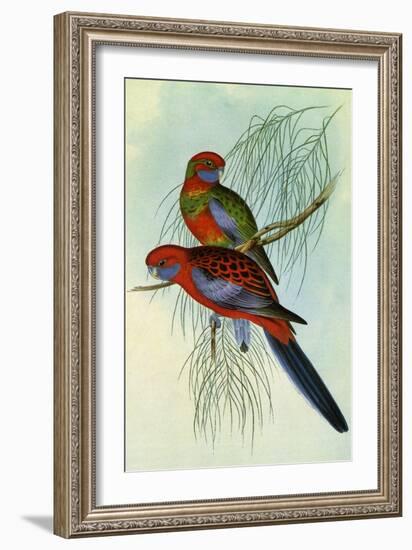 Crimson Rosella, Platycercus Elegans-Henry Constantine Richter-Framed Giclee Print