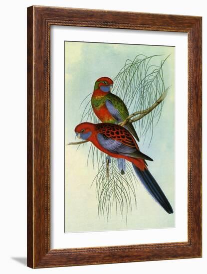 Crimson Rosella, Platycercus Elegans-Henry Constantine Richter-Framed Giclee Print