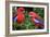 Crimson Rosella-Howard Ruby-Framed Photographic Print