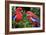 Crimson Rosella-Howard Ruby-Framed Photographic Print