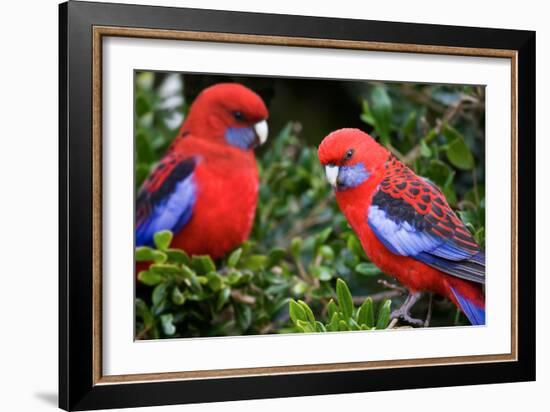 Crimson Rosella-Howard Ruby-Framed Photographic Print