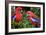 Crimson Rosella-Howard Ruby-Framed Photographic Print