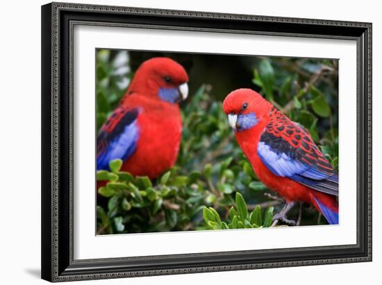 Crimson Rosella-Howard Ruby-Framed Photographic Print