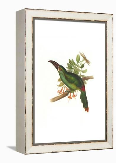 Crimson Rumped Toucanet-John Gould-Framed Stretched Canvas