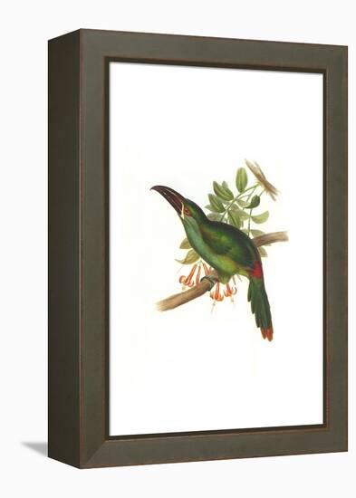 Crimson Rumped Toucanet-John Gould-Framed Stretched Canvas