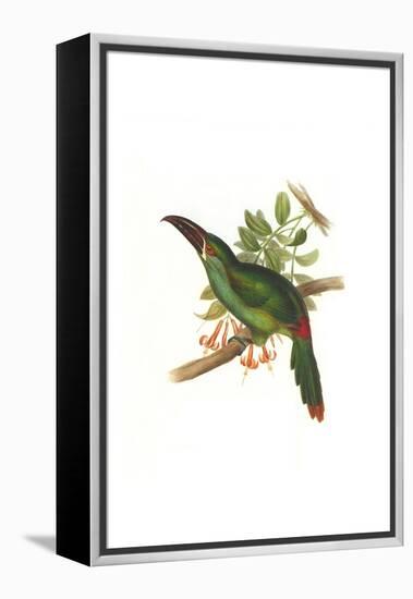 Crimson Rumped Toucanet-John Gould-Framed Stretched Canvas
