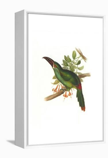 Crimson Rumped Toucanet-John Gould-Framed Stretched Canvas