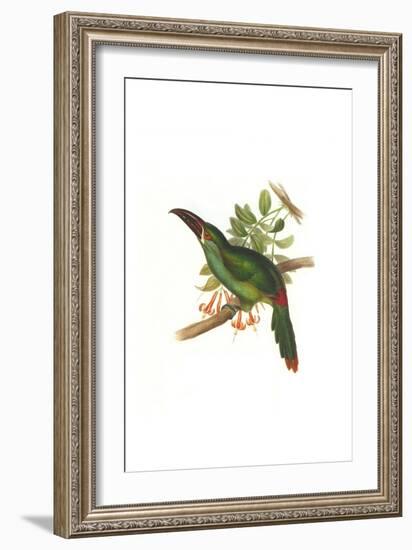 Crimson Rumped Toucanet-John Gould-Framed Art Print