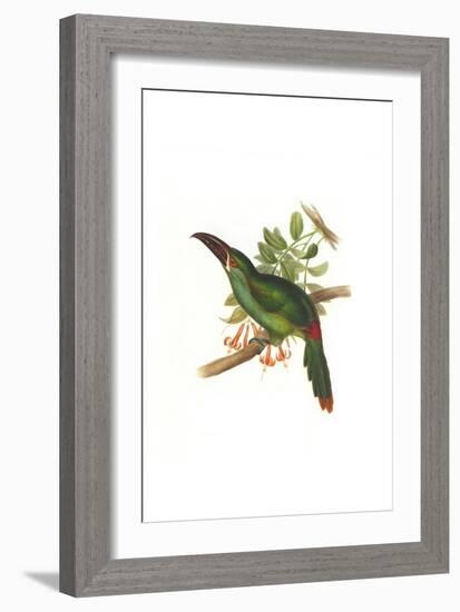 Crimson Rumped Toucanet-John Gould-Framed Art Print