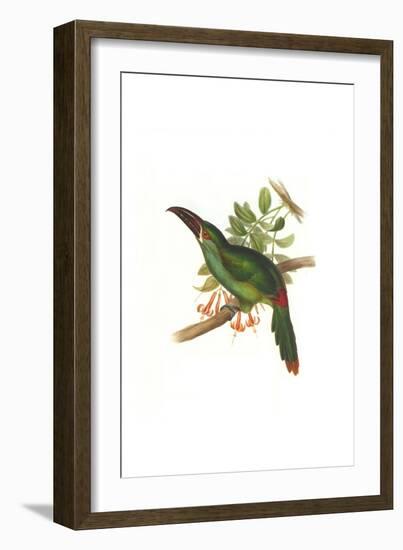 Crimson Rumped Toucanet-John Gould-Framed Art Print