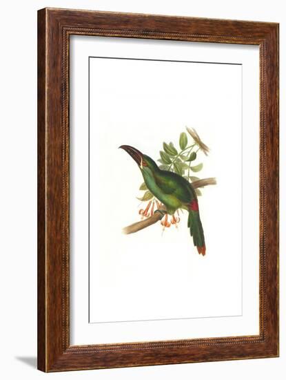 Crimson Rumped Toucanet-John Gould-Framed Art Print