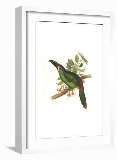 Crimson Rumped Toucanet-John Gould-Framed Art Print