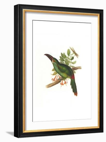 Crimson Rumped Toucanet-John Gould-Framed Art Print