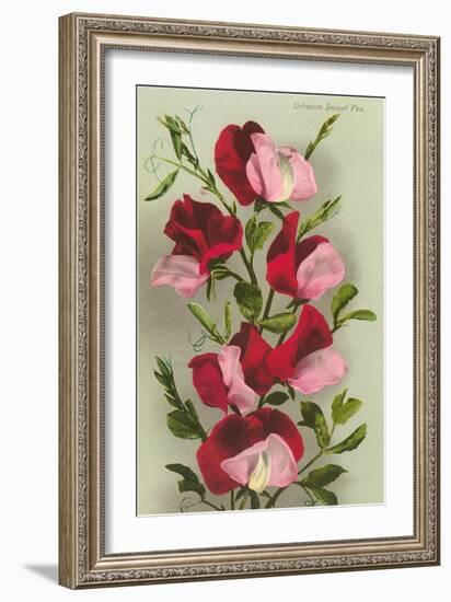 Crimson Sweet Peas-null-Framed Art Print