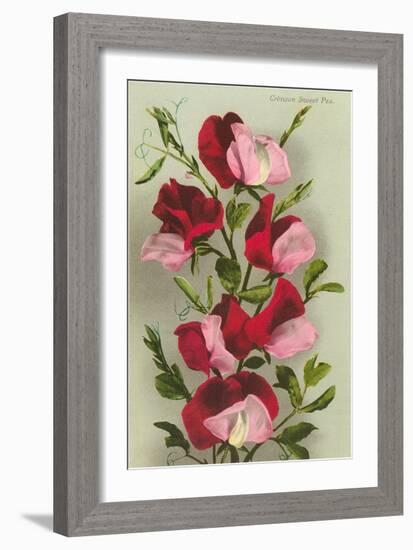 Crimson Sweet Peas-null-Framed Art Print