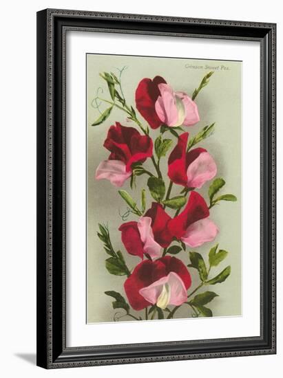Crimson Sweet Peas-null-Framed Art Print