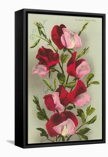 Crimson Sweet Peas-null-Framed Stretched Canvas