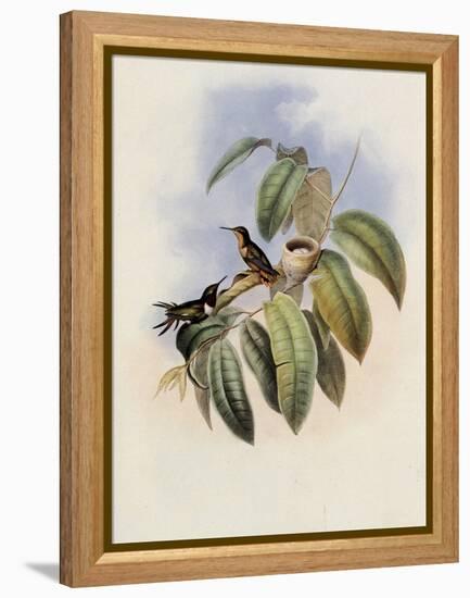 Crimson-Throated Wood Star, Calothorax Ros?-John Gould-Framed Premier Image Canvas