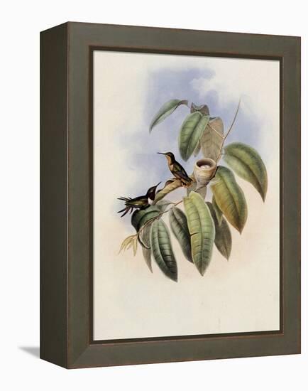 Crimson-Throated Wood Star, Calothorax Ros?-John Gould-Framed Premier Image Canvas