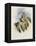 Crimson-Throated Wood Star, Calothorax Ros?-John Gould-Framed Premier Image Canvas