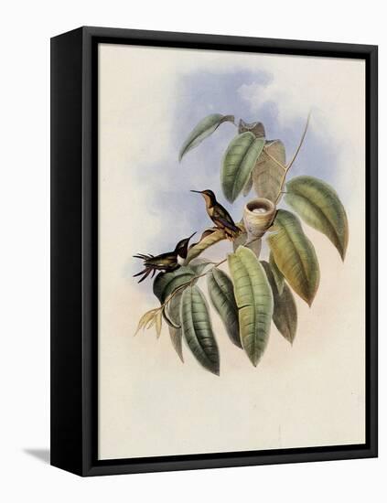 Crimson-Throated Wood Star, Calothorax Ros?-John Gould-Framed Premier Image Canvas