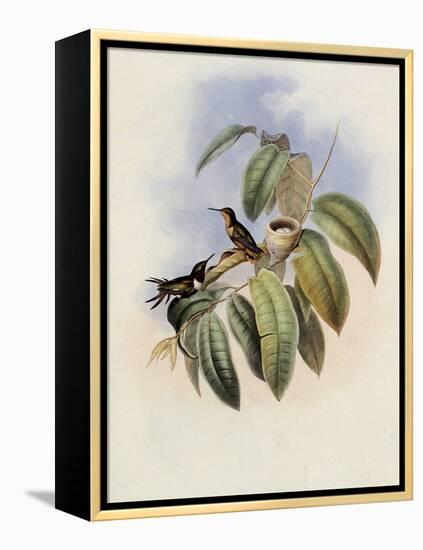 Crimson-Throated Wood Star, Calothorax Ros?-John Gould-Framed Premier Image Canvas